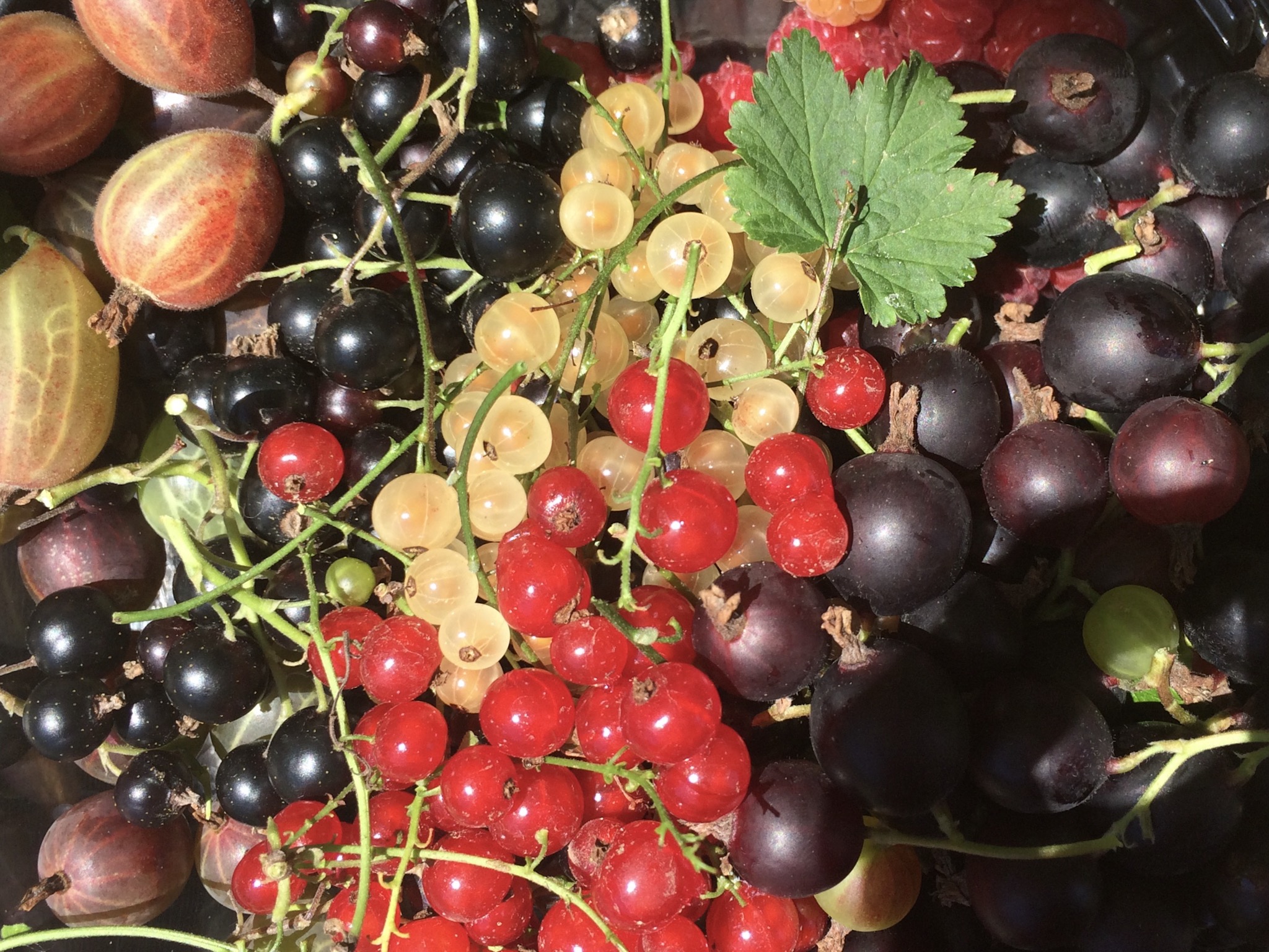 IMG_3272 2018-06-28 09_32_14.jpeg