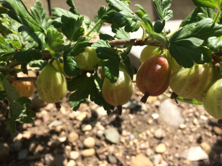 Stachelbeere_Mountain 2018-06-28 09_42_40