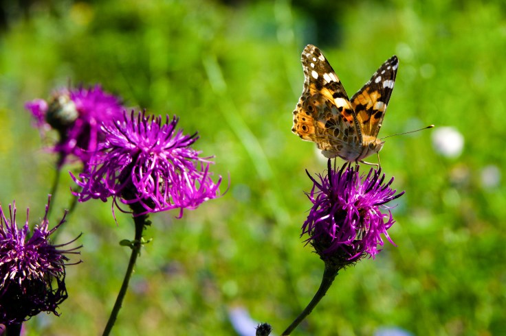 Leandro Lika - _DSC6768