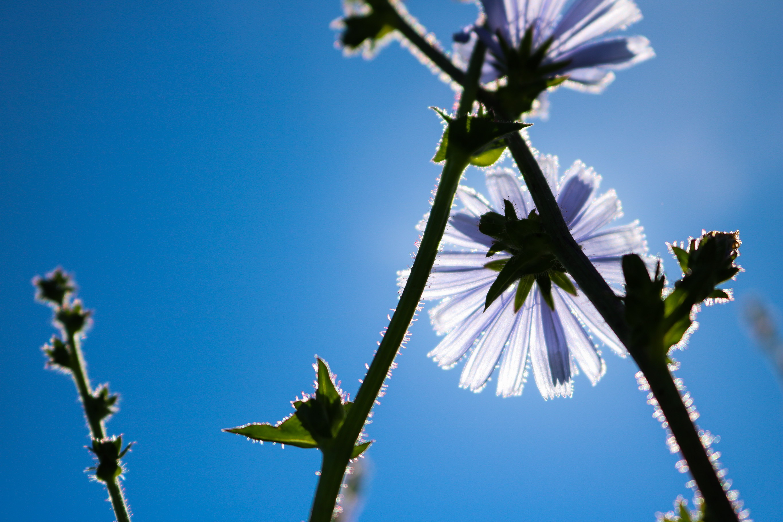 Nasifa Mohamed - IMG_2418